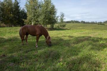 Фото номера Дом с 4 спальнями Гостевой дом Usadba Uzgorie-VIP near Minsk г. Ляховщина 26